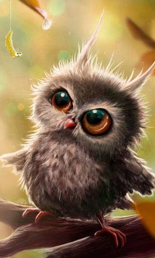 Funny Owl Wallpaper screenshot 8