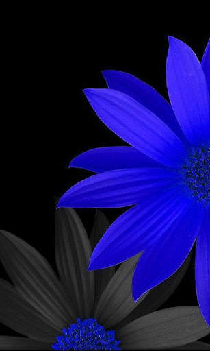 I Love Flowers Live Wallpapers, Free Rose Images screenshot 5