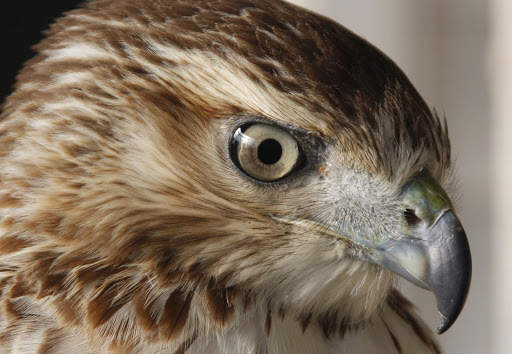 Falcon Wallpaper - Bird Wallpaper screenshot 2