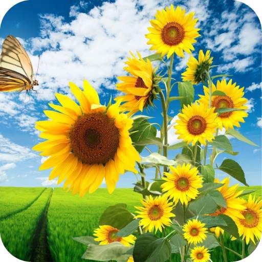 Sunflower HD Wallpaper 1.14