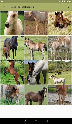 Beautiful Horse Wallpapers 6 تصوير الشاشة