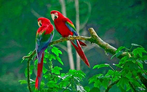oh birds स्क्रीनशॉट 5
