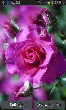 Pink Shiny Rose LWP screenshot 3