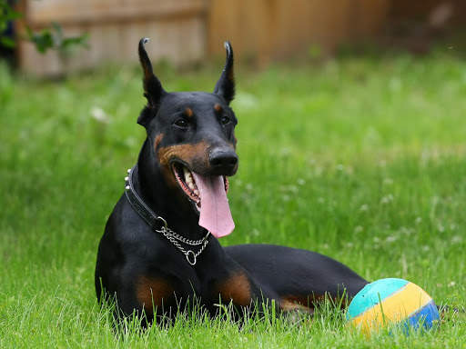 Doberman Wallpaper: backgrounds hd screenshot 22