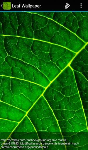 Leaf Wallpaper screenshot 8