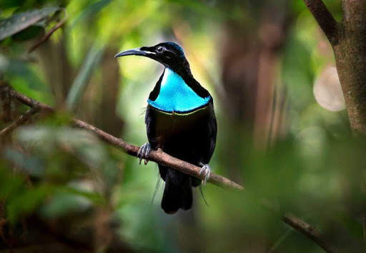 Paradise birds of Papua wallpaper screenshot 5