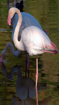 Birds live wallpaper स्क्रीनशॉट 8