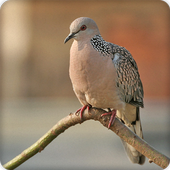 Spotted Dove Bird Call Sounds Ringtone icon