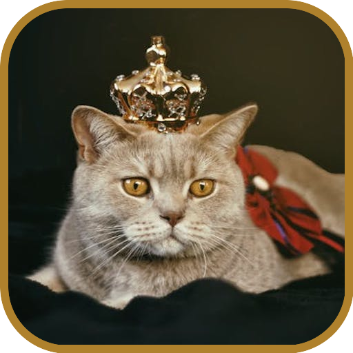 Cute Cats Images and Wallpapers icon