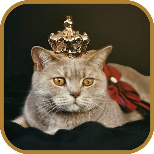 Cute Cats Images and Wallpapers 2.0