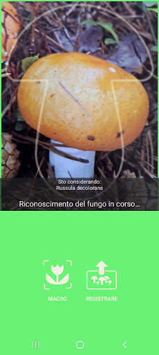 A funghi screenshot 3