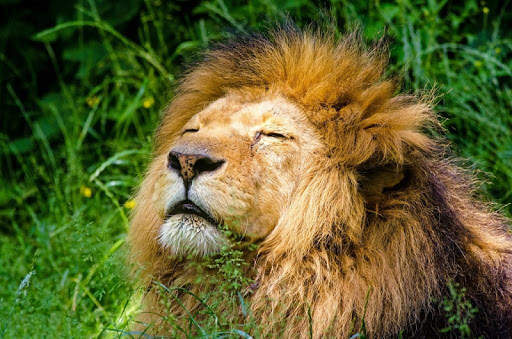 Wild animals wallpapers screenshot 6
