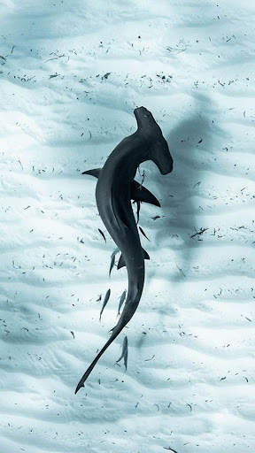 Shark Wallpapers स्क्रीनशॉट 1