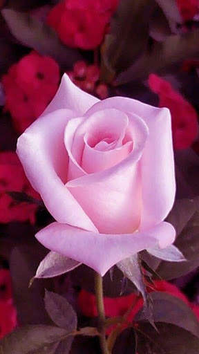 Flowers HD Wallpapers, Colorful live Roses 4K screenshot 13