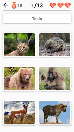 Zoogdieren - leer alle dieren in Photo-Quiz! screenshot 3