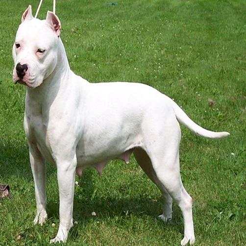 Pitbull Images 4 تصوير الشاشة