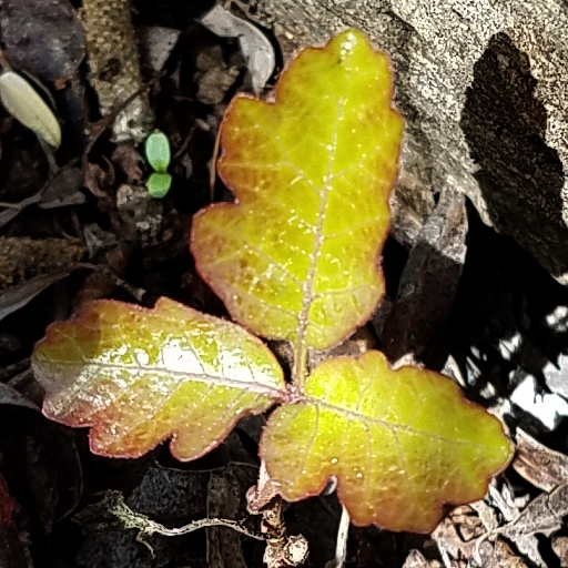 What does Poison Oak look like Training Game icon