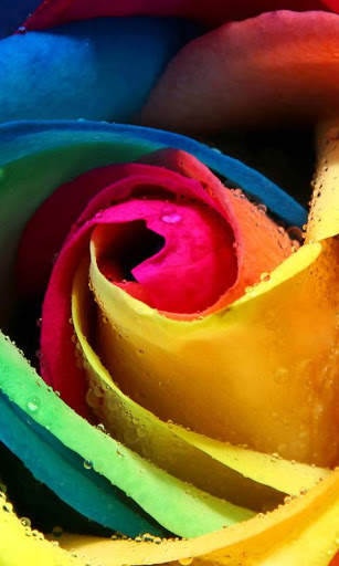 Rosa Live Wallpaper screenshot 3