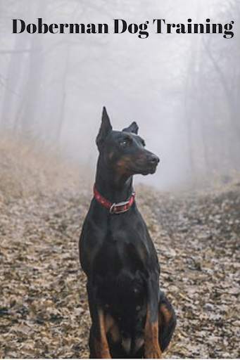 Doberman Dog Training screenshot 4