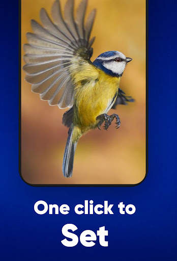 Bird Wallpaper screenshot 4