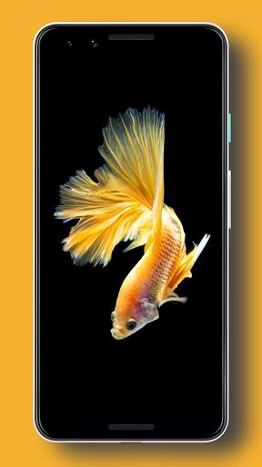 Wallpaper Ikan Cupang HD screenshot 8
