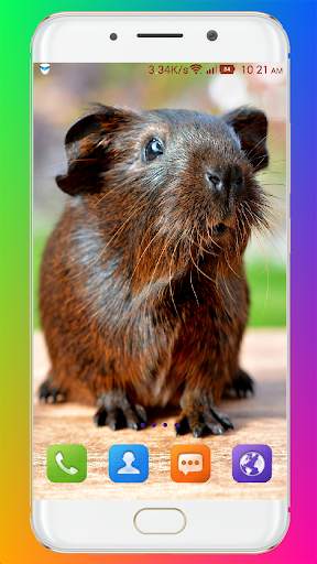 Guinea Pig Wallpaper screenshot 15