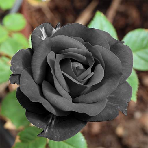 Black Rose HD Wallpaper 1.1