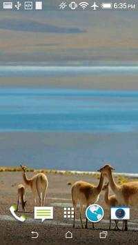 Lama Video Wallpaper screenshot 1