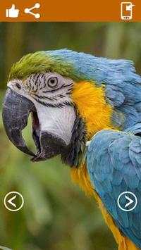 Burung hidup wallpaper screenshot 4