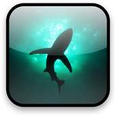 Hai Live Hintergrundbild Video on 9Apps