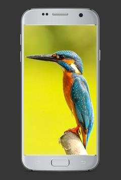 Tema Burung HD screenshot 2