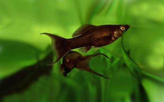 Fishes Aquarium screenshot 5