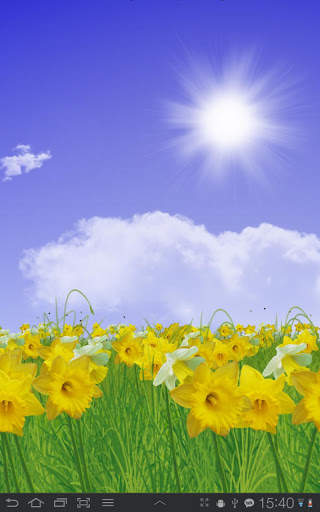 Daffodils Free Live Wallpaper screenshot 2