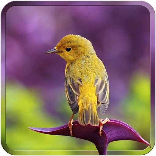 Bird Wallpapers HD 1.3