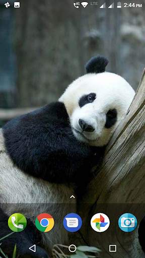 Panda Wallpaper HD screenshot 2