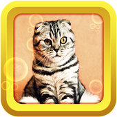 Cat stickers 2018 icon