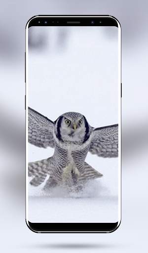 Owl Bird Wallpaper - 4k & Full HD Wallpapers screenshot 2