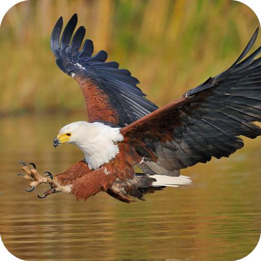 Eagle Wallpaper Best HD 1.04