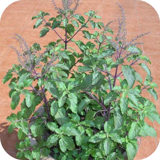 Tulsi Mata Aarti 25.0.0