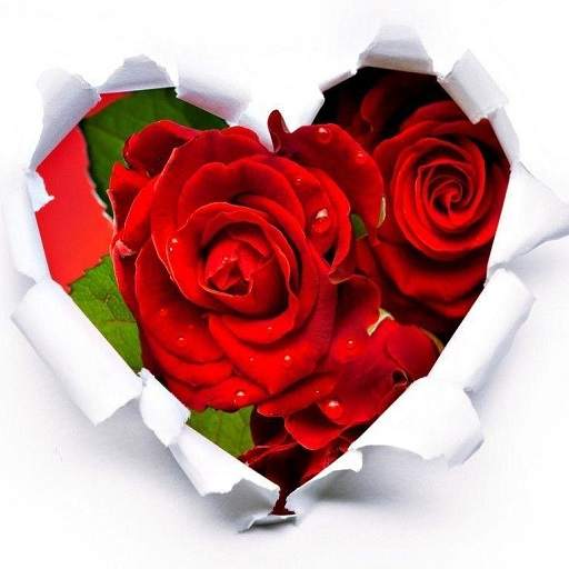 New Romantic Roses Stickers for WhatsApp 1.0