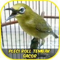Pleci Roll Tembak Gacor Ofline on 9Apps