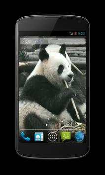 Panda Free Video Wallpaper screenshot 3