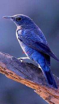 Beautiful Birds Wallpapers HD2 screenshot 10