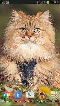 Super Lovely Cat - Free, Funny screenshot 5