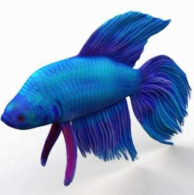 Betta Fish 3D screenshot 1