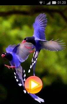 South American Birds скриншот 2