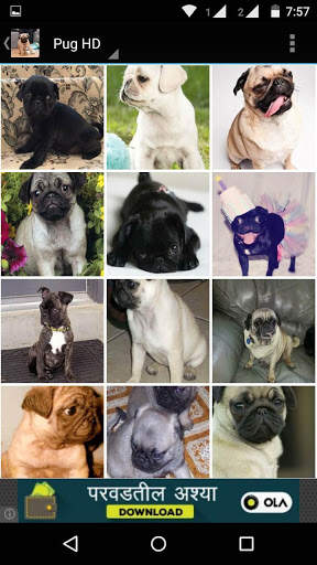 Pug Dog HD Wallpaper screenshot 3