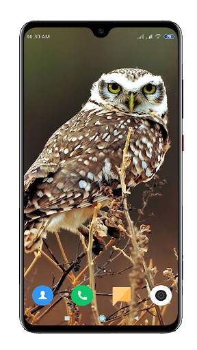 Owl Wallpaper HD screenshot 3
