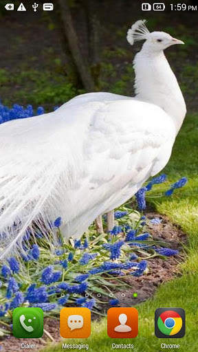Queen Peacock Live Wallpaper screenshot 3
