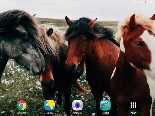 Horses Video Live Wallpaper screenshot 12